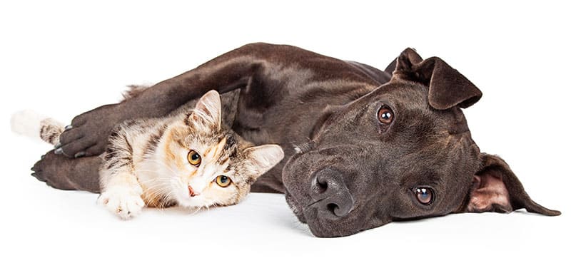 dog-cat-laying-down-800 dog and cat laying down together