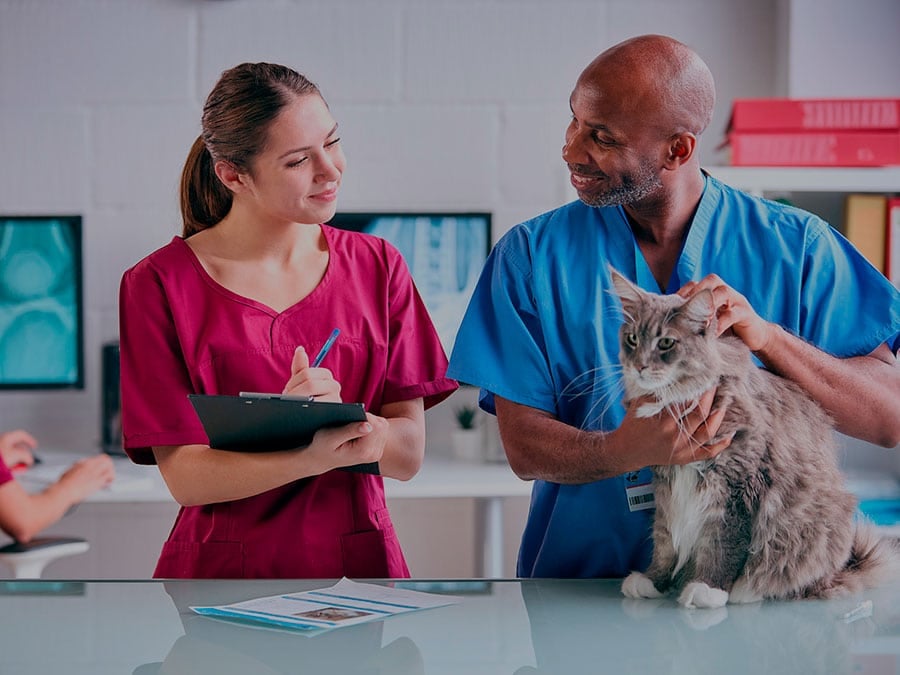 team of veterinarians examining a cat